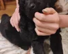 Springador