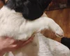 Springador