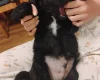 Springador