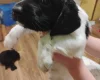 Springador