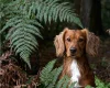 Sprocker Spaniel