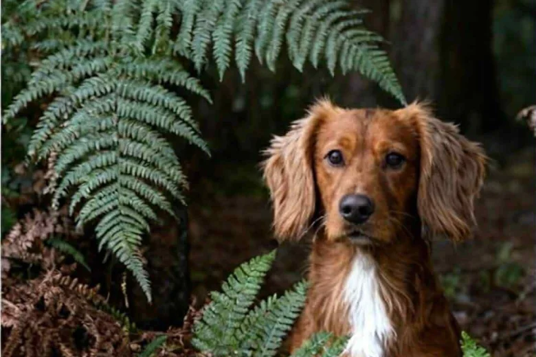 Sprocker Spaniel