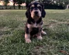 Sprocker Spaniel
