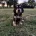 Sprocker Spaniel
