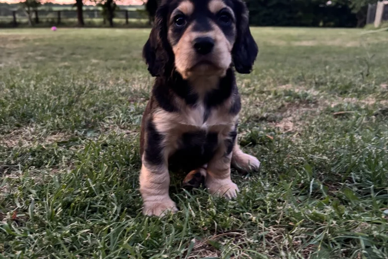 Sprocker Spaniel