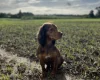 Sprocker Spaniel