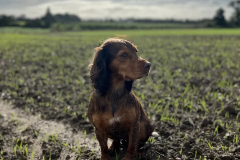 Sprocker Spaniel
