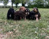 Sprocker Spaniel