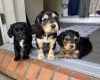 Sprocker Spaniel