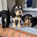 Sprocker Spaniel