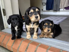 Sprocker Spaniel