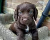 Sprocker Spaniel