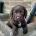 Sprocker Spaniel