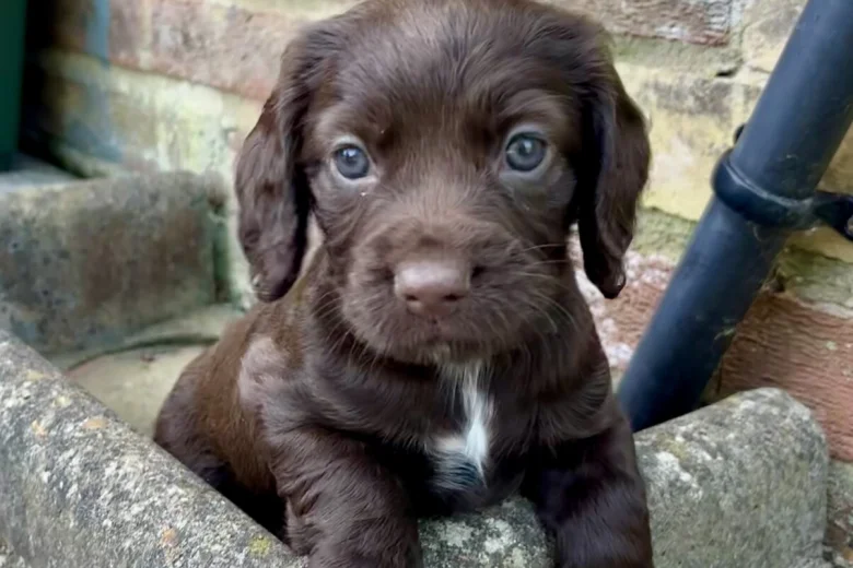 Sprocker Spaniel