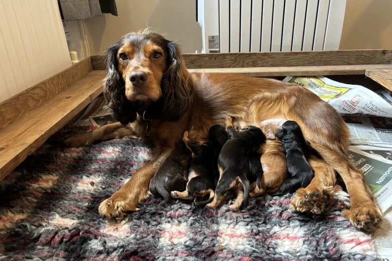 Sprocker Spaniel
