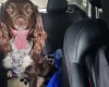 Sprocker Spaniel