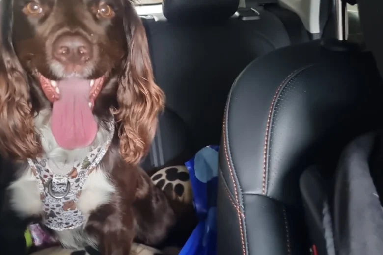 Sprocker Spaniel