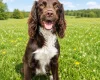 Sprocker Spaniel