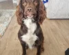 Sprocker Spaniel