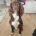 Sprocker Spaniel