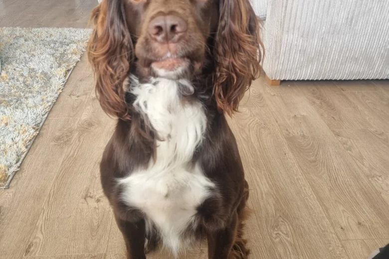Sprocker Spaniel
