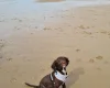 Sprocker Spaniel