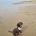 Sprocker Spaniel