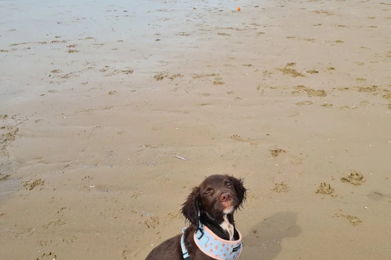 Sprocker Spaniel