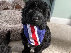 Sprocker Spaniel