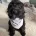 Sprocker Spaniel