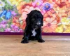 Sproodle