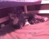 Sproodle