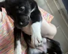Staffordshire Bull Terrier