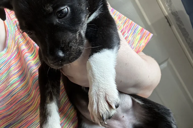 Staffordshire Bull Terrier