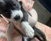 Staffordshire Bull Terrier