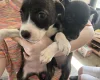 Staffordshire Bull Terrier