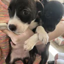 Staffordshire Bull Terrier