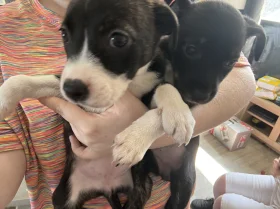 Staffordshire Bull Terrier