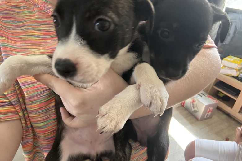 Staffordshire Bull Terrier