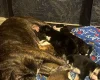 Staffordshire Bull Terrier