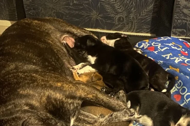 Staffordshire Bull Terrier