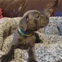 Staffordshire Bull Terrier