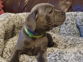 Staffordshire Bull Terrier