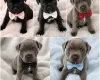 Staffordshire Bull Terrier