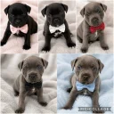 Staffordshire Bull Terrier