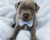 Staffordshire Bull Terrier