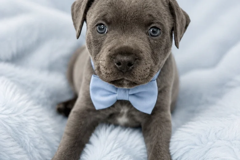Staffordshire Bull Terrier