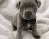 Staffordshire Bull Terrier