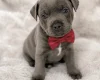 Staffordshire Bull Terrier