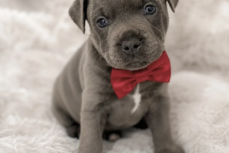 Staffordshire Bull Terrier